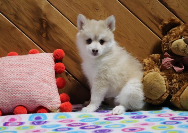 5760ccc-Dollie-Pomsky-Puppy-The-Puppy-Lodge-scaled.jpg