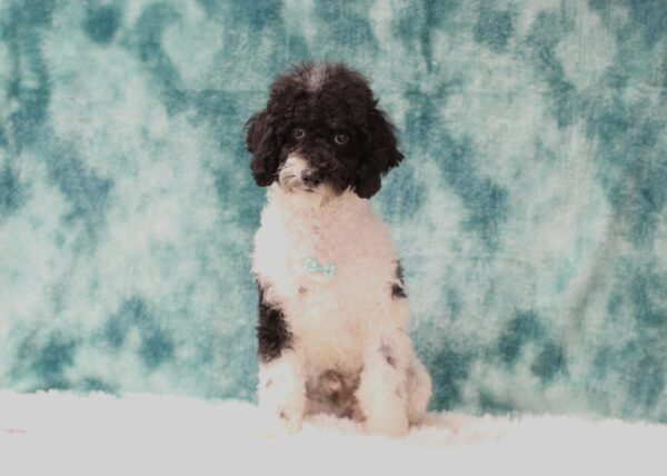 5861g-Don-Mini-Poodle-Puppy-The-Puppy-Lodge-scaled.jpg