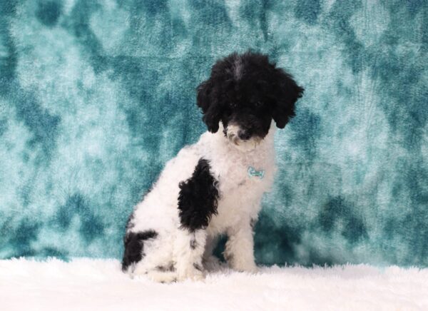 5861gg Don- Mini Poodle Puppy -The Puppy Lodge.JPG