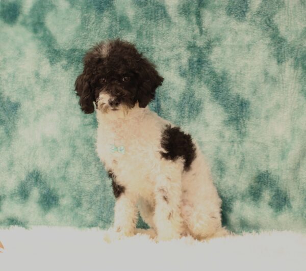 5861ggg-Don-Mini-Poodle-Puppy-The-Puppy-Lodge-scaled.jpg