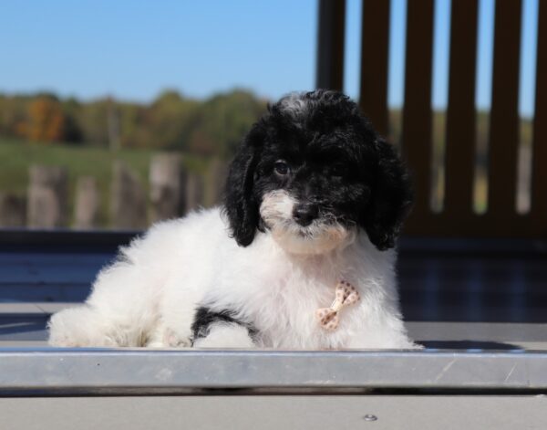 5861q-Don-Mini-Poodle-Puppy-The-Puppy-Lodge-scaled.jpg