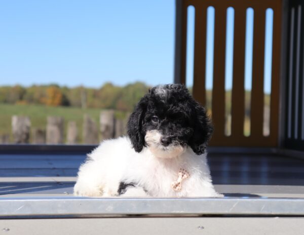 5861qqq-Don-Mini-Poodle-Puppy-The-Puppy-Lodge-scaled.jpg