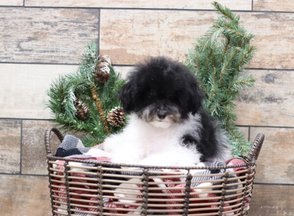 5862dd-Delon-_-Mini-Poodle-Puppy-The-Puppy-Lodge-scaled.jpg