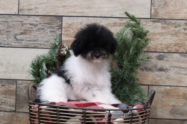 5862ddd-Delon-_-Mini-Poodle-Puppy-The-Puppy-Lodge-scaled.jpg