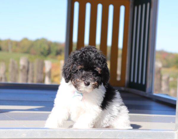 5862q-Delon-_-Mini-Poodle-Puppy-The-Puppy-Lodge-2-scaled.jpg