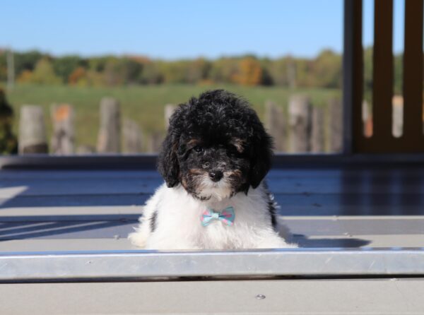 5862q-Delon-_-Mini-Poodle-Puppy-The-Puppy-Lodge-3-scaled.jpg