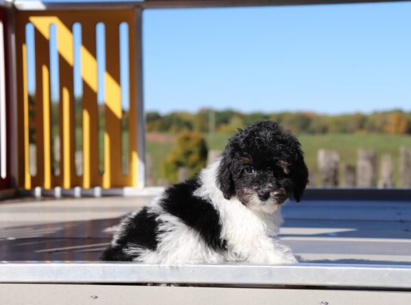 5862q-Delon-_-Mini-Poodle-Puppy-The-Puppy-Lodge-scaled.jpg