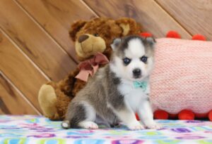 5911aa-Smokey-Pomsky-Puppy-The-Puppy-Lodge-scaled.jpg