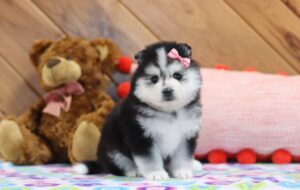 5913a-Starlight-Pomsky-Puppy-The-Puppy-Lodge-scaled.jpg