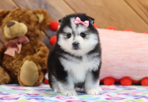 5913aa-Starlight-Pomsky-Puppy-The-Puppy-Lodge-scaled.jpg