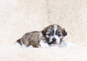 4354aaa Stanley-Teddy Bear Puppy-The Puppy Lodge.JPG