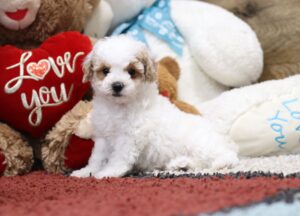 4592bbb-Sparky-Mini-Poodle-Puppy-The-Puppy-Lodge-scaled.jpg