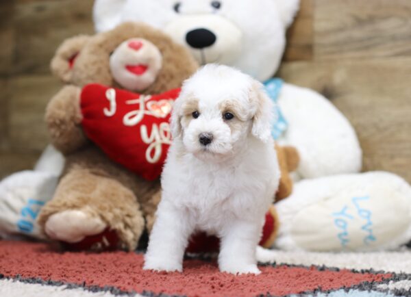 4595bbSweetie-Mini-Poodle-The-Puppy-Lodge-scaled.jpg