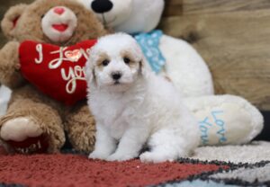 4595bbb Sweetie-Mini Poodle-The Puppy Lodge.JPG