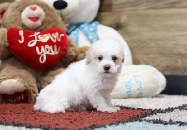 4604b-Susanne-Mini-Poodle-The-Puppy-Lodge-scaled.jpg