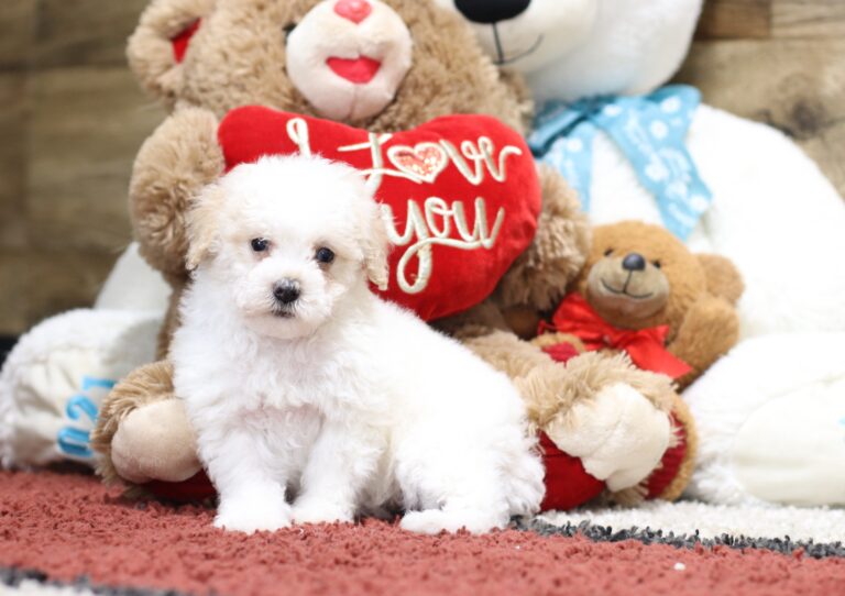 4604bb-Susanne-Mini-Poodle-The-Puppy-Lodge-scaled.jpg