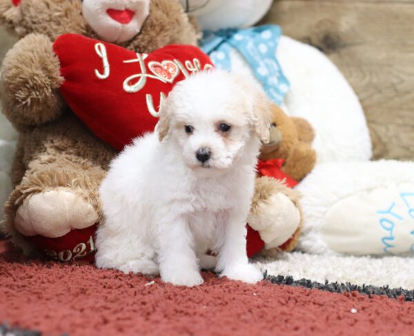 4604bbb Susanne-Mini Poodle-The Puppy Lodge.JPG