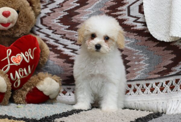 4604c-Susanne-Mini-Poodle-The-Puppy-Lodge-scaled.jpg