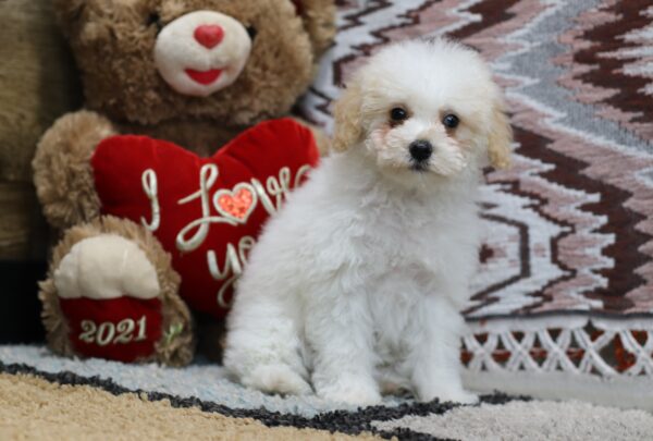 4604cc-Susanne-Mini-Poodle-The-Puppy-Lodge-scaled.jpg