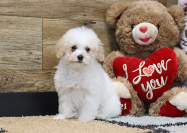 4604ccc Susanne-Mini Poodle-The Puppy Lodge.JPG