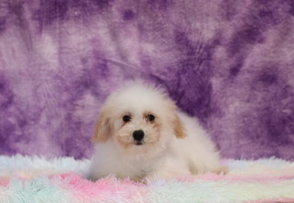 4604dd-Susanne-Mini-Poodle-The-Puppy-Lodge-scaled.jpg