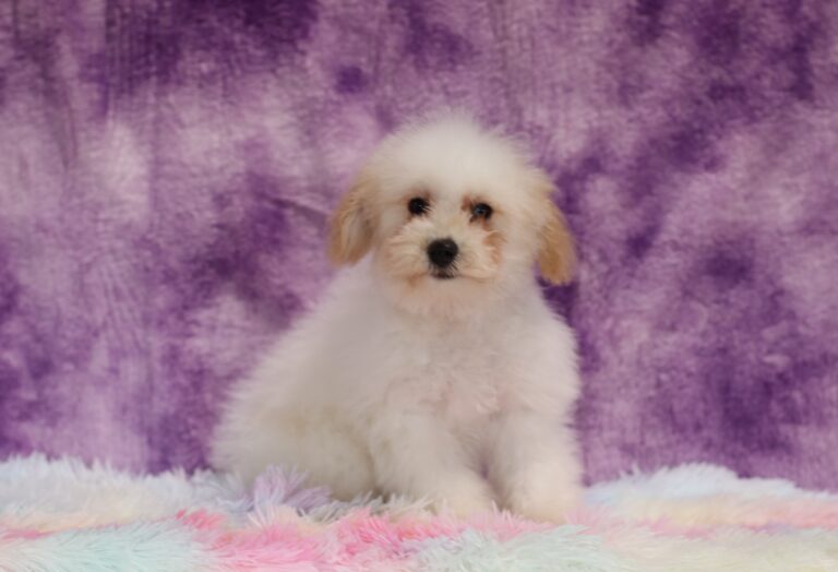 4604ddd Susanne-Mini Poodle-The Puppy Lodge.JPG