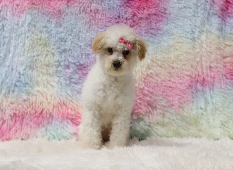 4604eee-Susanne-Mini-Poodle-The-Puppy-Lodge-scaled.jpg