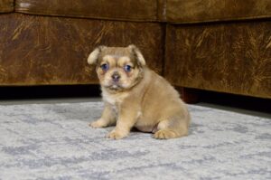 1165a-Tiffany-Fluffy-Frenchie-The-Puppy-Lodge.jpg