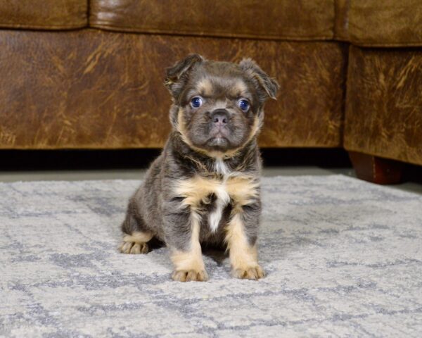 1180aa-Tulip-Fluffy-Frenchie-The-Puppy-Lodge.jpg