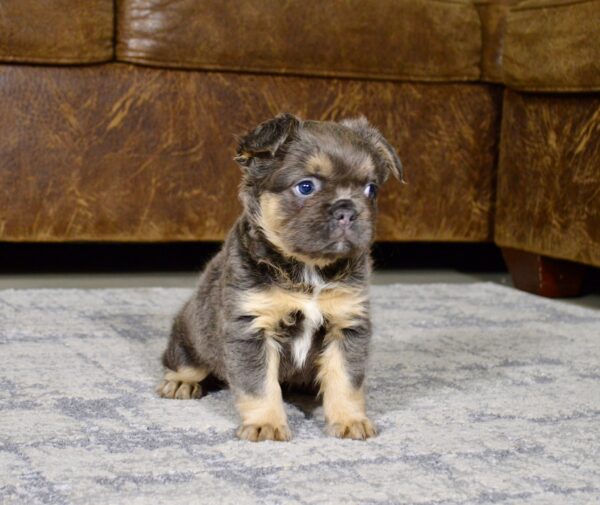 1180aaa-Tulip-Fluffy-Frenchie-The-Puppy-Lodge.jpg