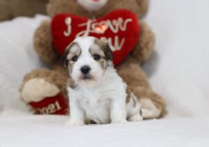 4556b-Milton-Teddy-Bear-Puppy-The-Puppy-Lodge-scaled.jpg