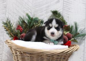 5436ccc Leo-pomsky puppy -The Puppy Lodge.JPG