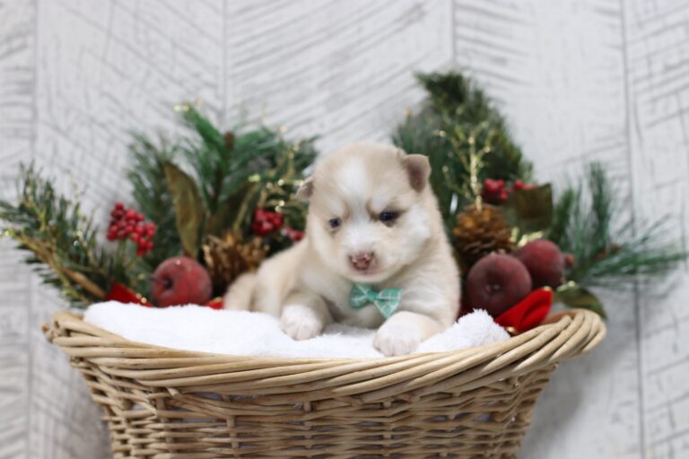 5437c-Leander-pomsky-puppy-The-Puppy-Lodge-scaled.jpg