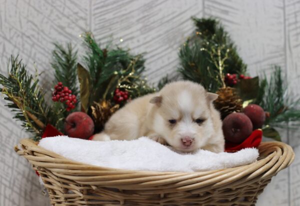 5437cc-Leander-pomsky-puppy-The-Puppy-Lodge-scaled.jpg