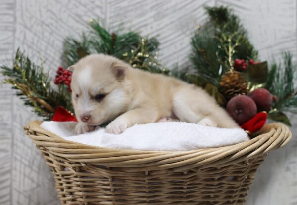 5437cccc Leander-pomsky puppy -The Puppy Lodge.JPG