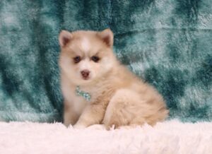 5437d-Leander-pomsky-puppy-The-Puppy-Lodge-scaled.jpg