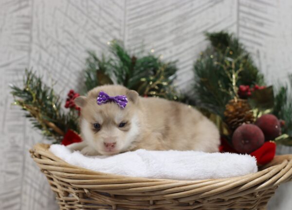 5438cc-Lucy-pomsky-puppy-The-Puppy-Lodge-scaled.jpg