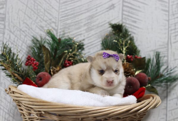 5438ccc-Lucy-pomsky-puppy-The-Puppy-Lodge-scaled.jpg