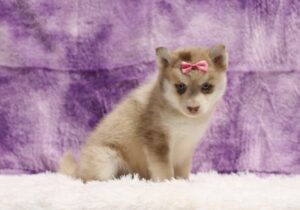 5438ddd Lucy-pomsky puppy -The Puppy Lodge.JPG