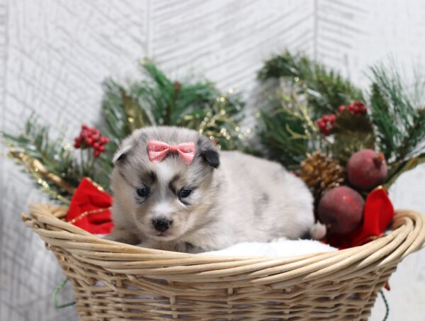 5439c-Lucille-pomsky-puppy-The-Puppy-Lodge-scaled.jpg