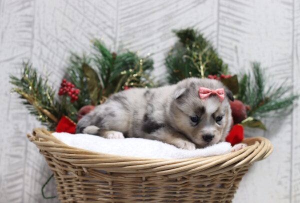 5439ccc-Lucille-pomsky-puppy-The-Puppy-Lodge-scaled.jpg