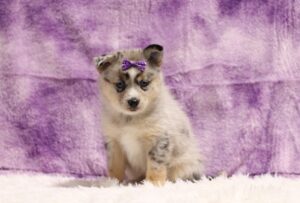 5439dd-Lucille-pomsky-puppy-The-Puppy-Lodge-scaled.jpg