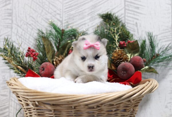 5440c-Luanna-pomsky-puppy-The-Puppy-Lodge-scaled.jpg