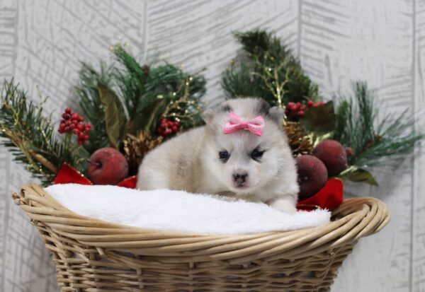 5440cc-Luanna-pomsky-puppy-The-Puppy-Lodge-scaled.jpg