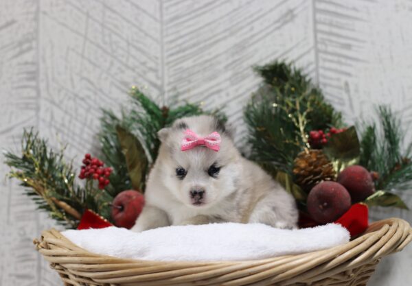 5440ccc-Luanna-pomsky-puppy-The-Puppy-Lodge-scaled.jpg