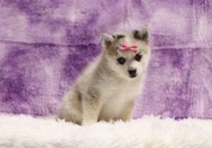 5440eee Luanna pomsky puppy -The Puppy Lodge.JPG