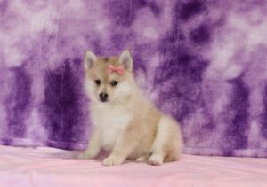 5613c-Shanon-Pomsky_the-Puppy-Lodge-scaled.jpg