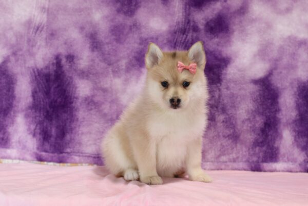 5613ccc Shanon-Pomsky_the Puppy Lodge.JPG