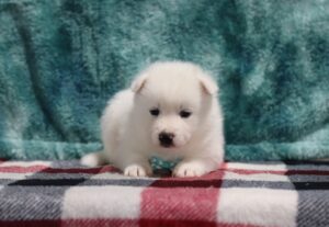 5615a-Snowball-Pomsky-Puppy-The-Puppy-Lodge-scaled.jpg