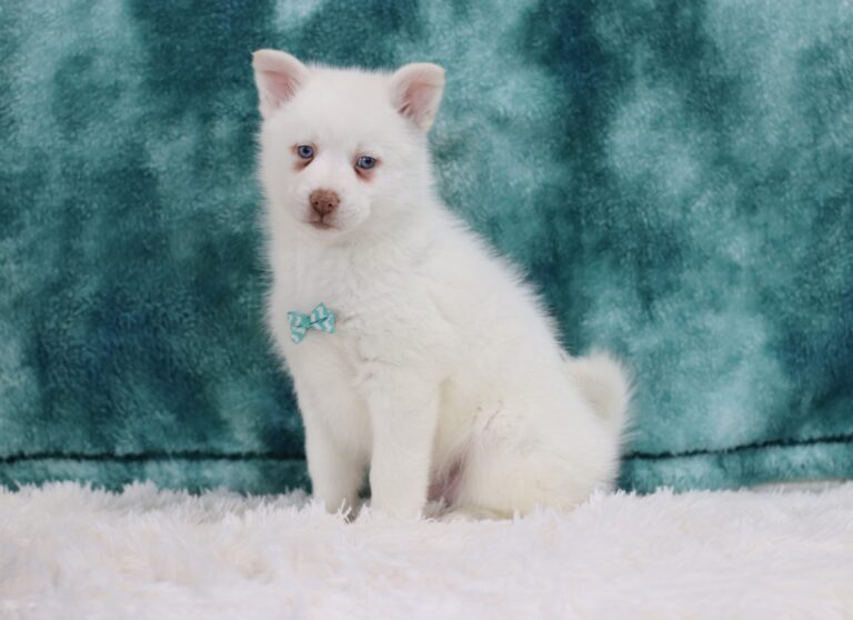 5616p-Solomon-pomsky-puppy-The-Puppy-Lodge-scaled.jpg